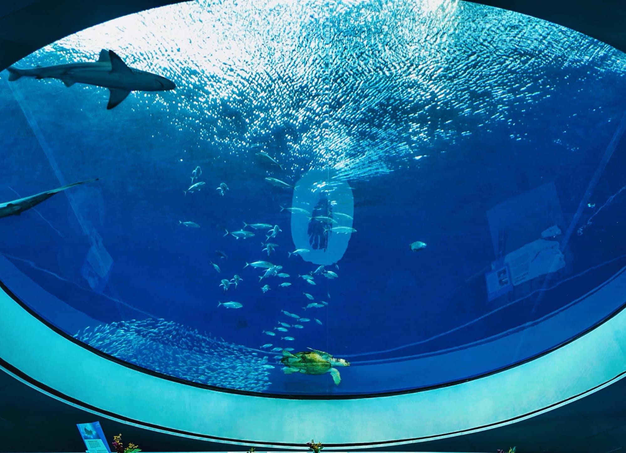 Fish swimming in an aquarium tank Miami's Top Museums