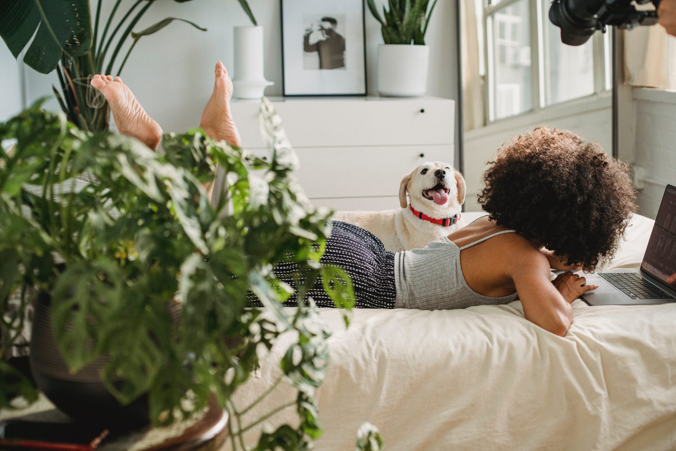 Woman laying in bed next to her dog in front of her laptop, putting in practice her well-being toolkit strategies